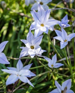 Ipheion uniflorum wisley blue.jpg
